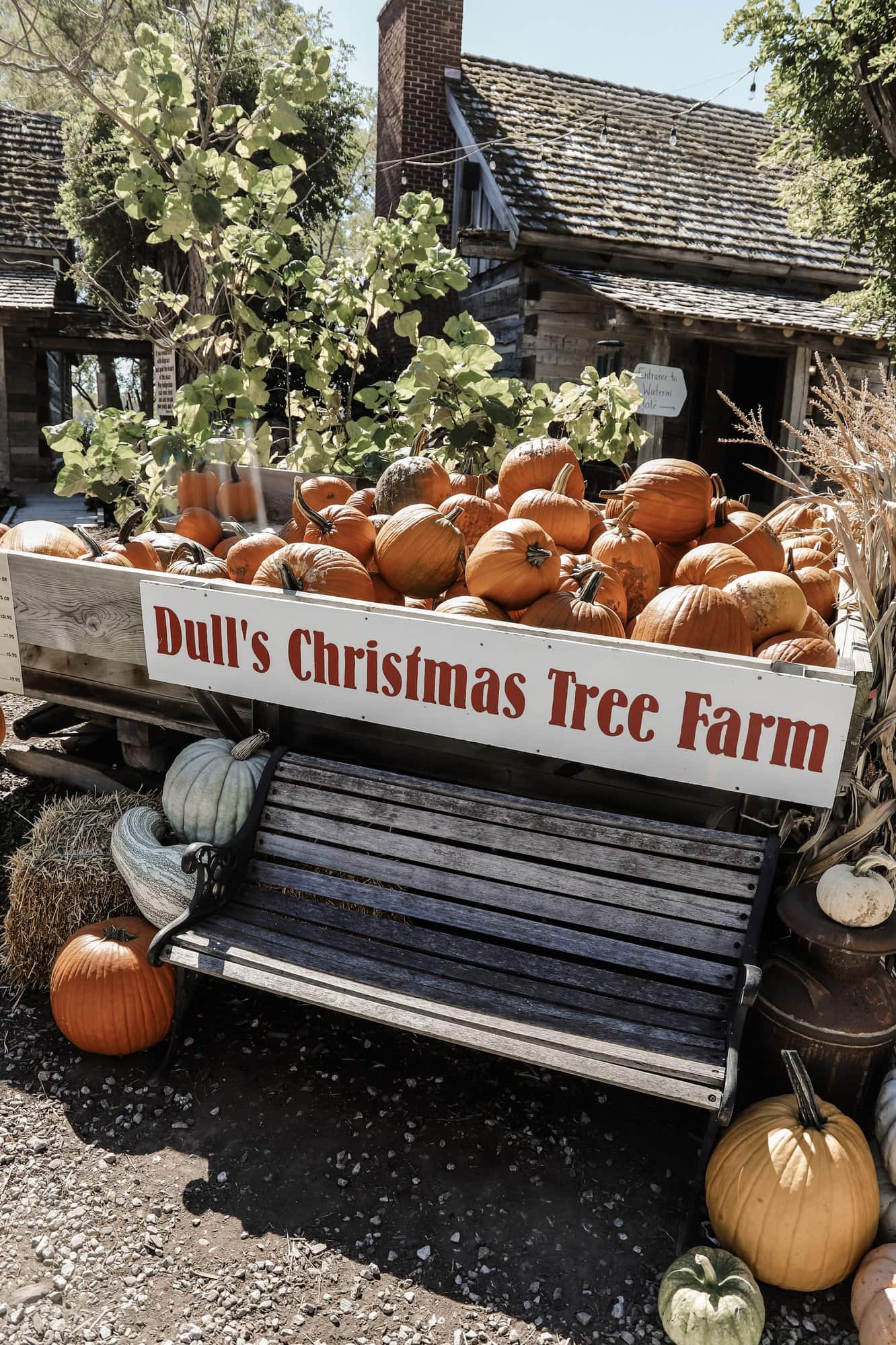 Dull's Tree Farm & Pumpkin Patch