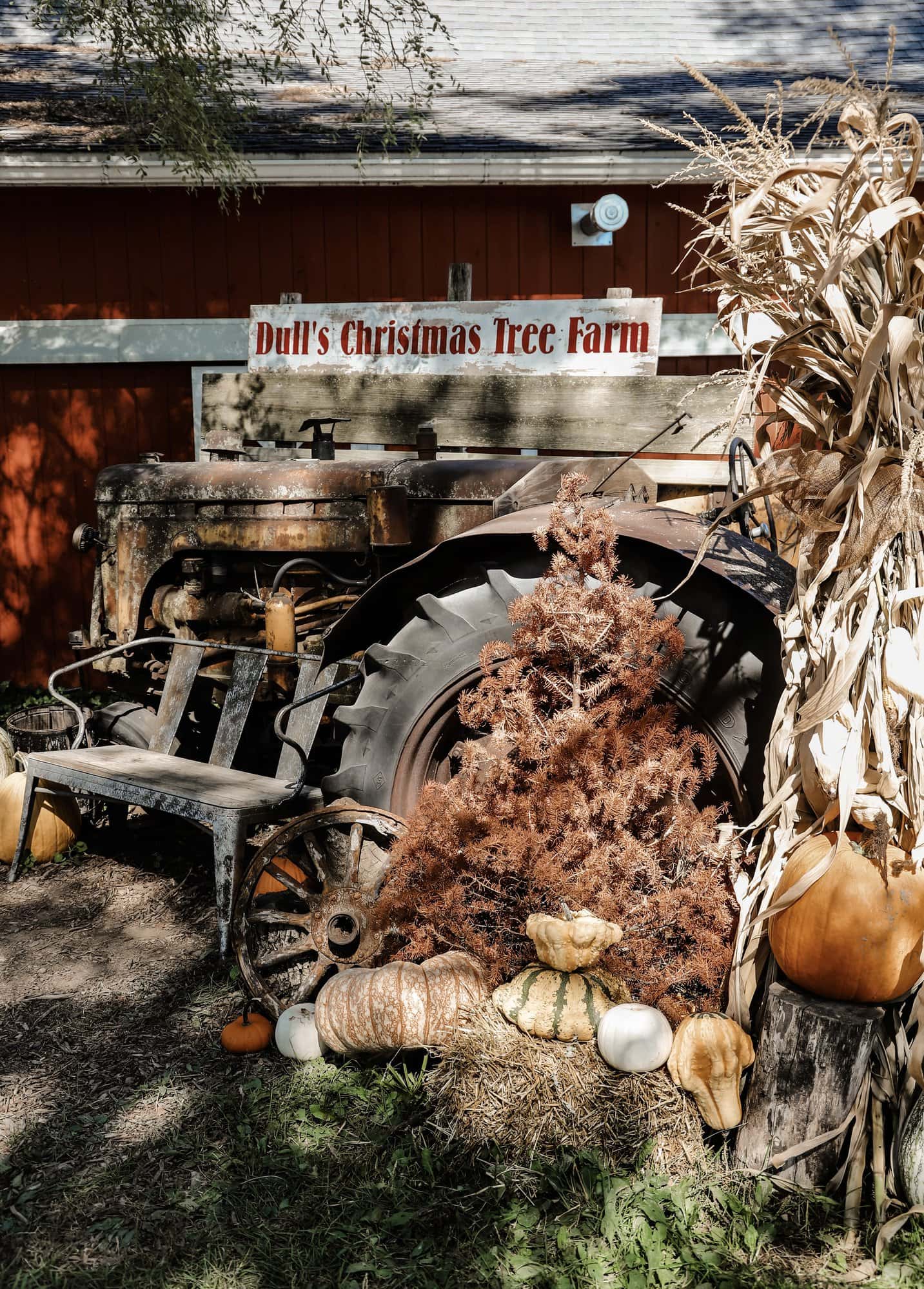 Dull's Tree Farm & Pumpkin Patch