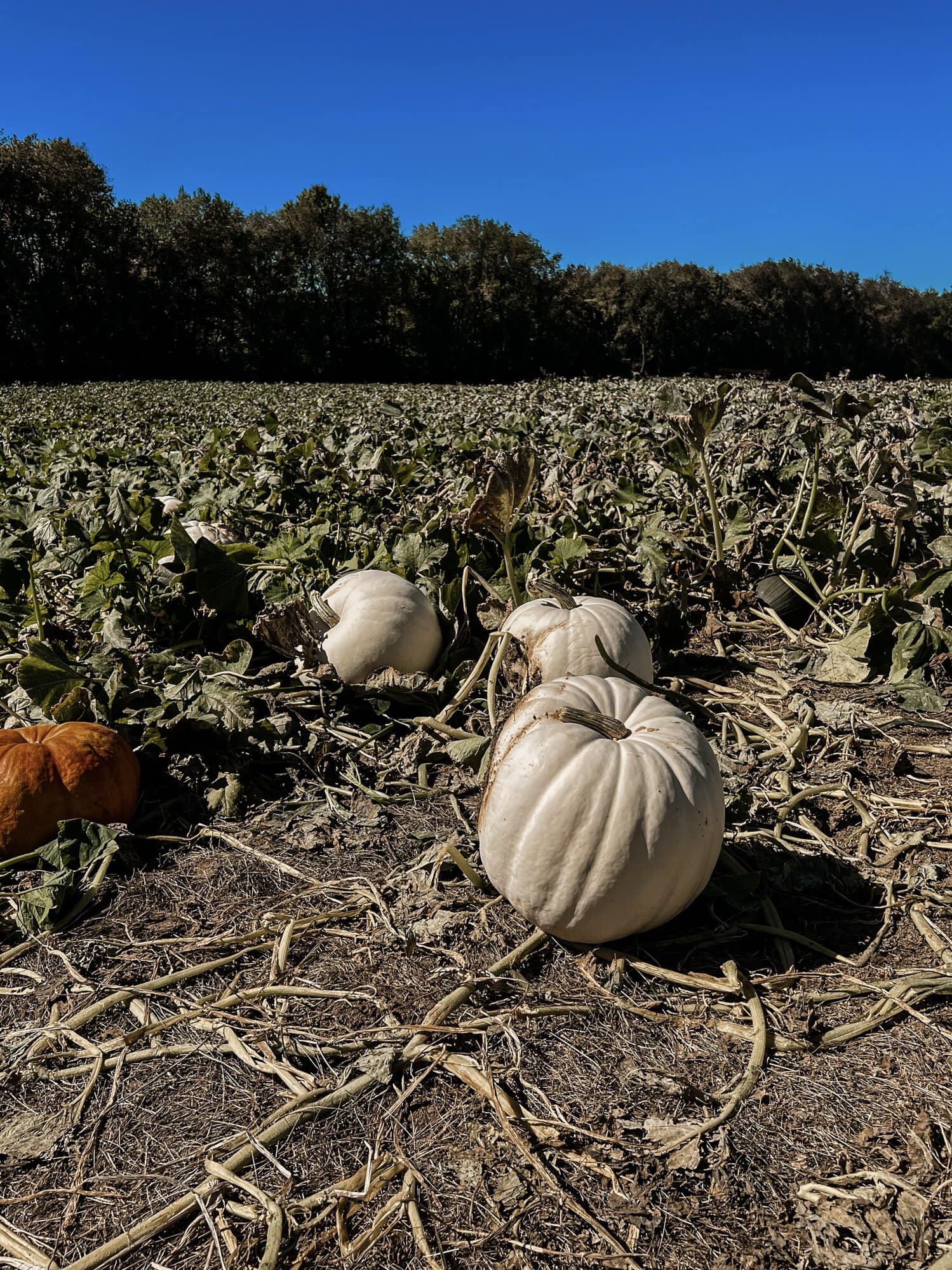 Dull's Tree Farm & Pumpkin Patch