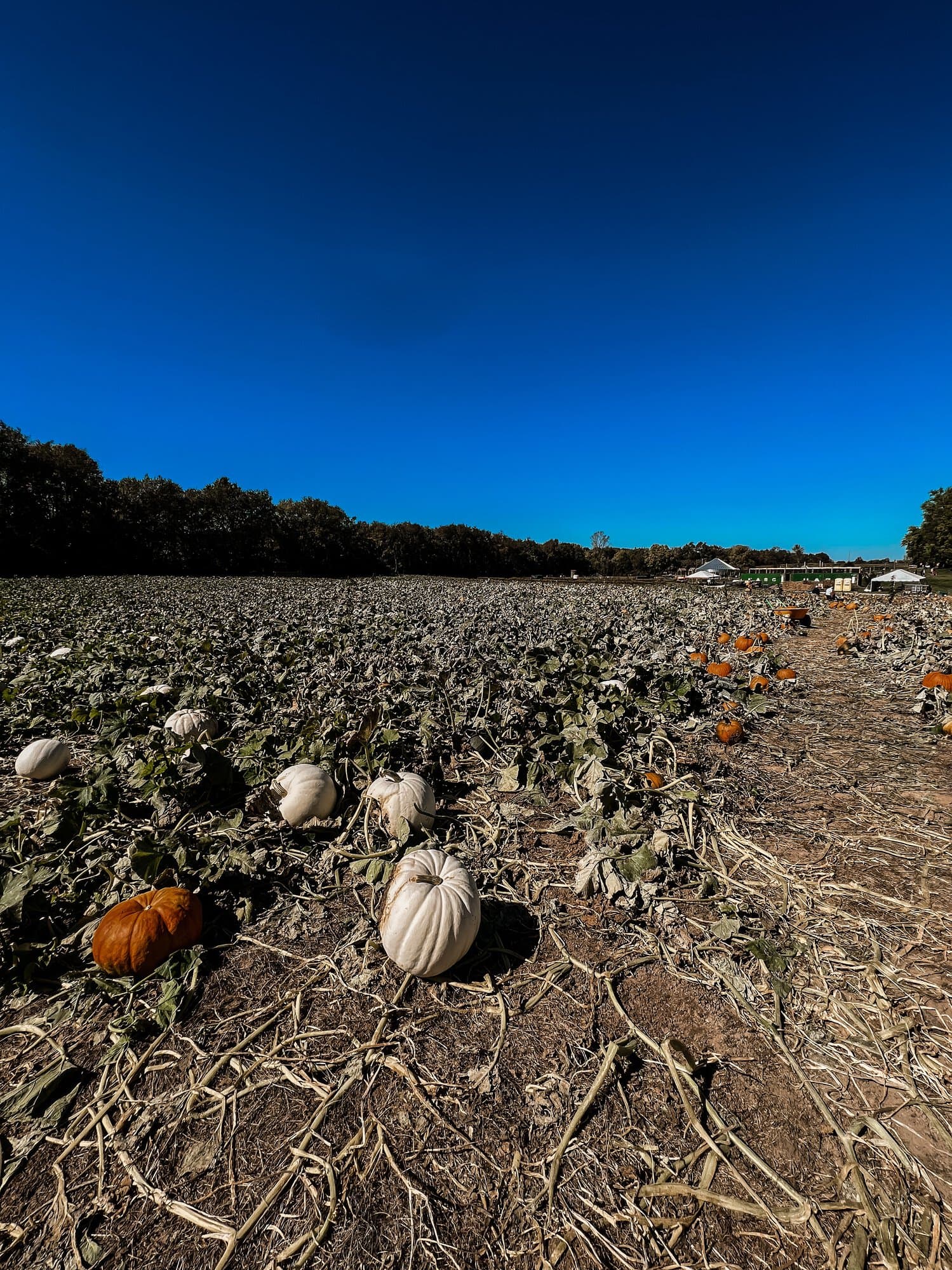 Dull's Tree Farm & Pumpkin Patch