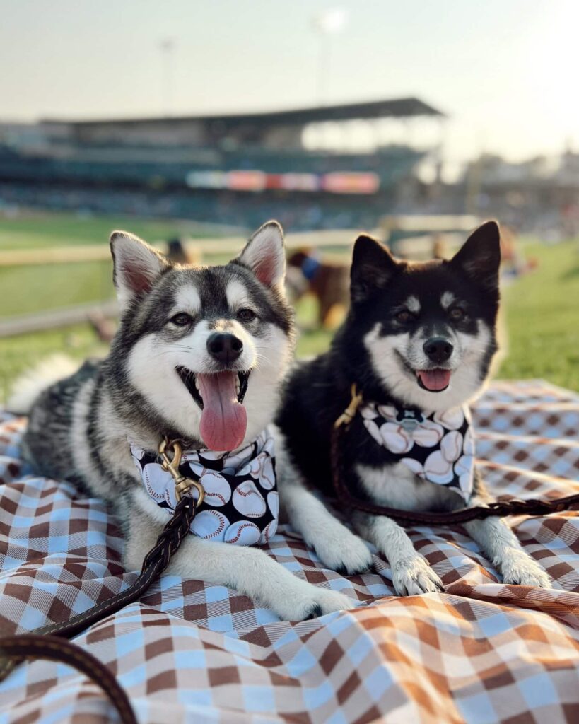 Bark In The Park with dogs