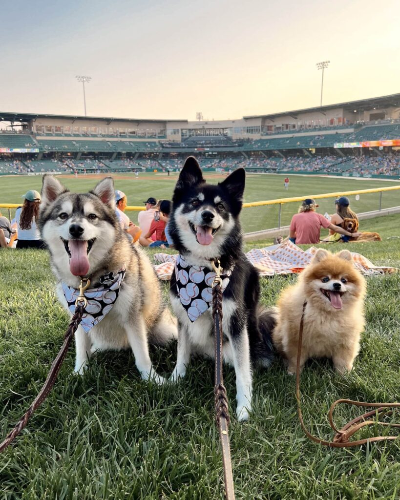 Bark In The Park with dogs Victory Field