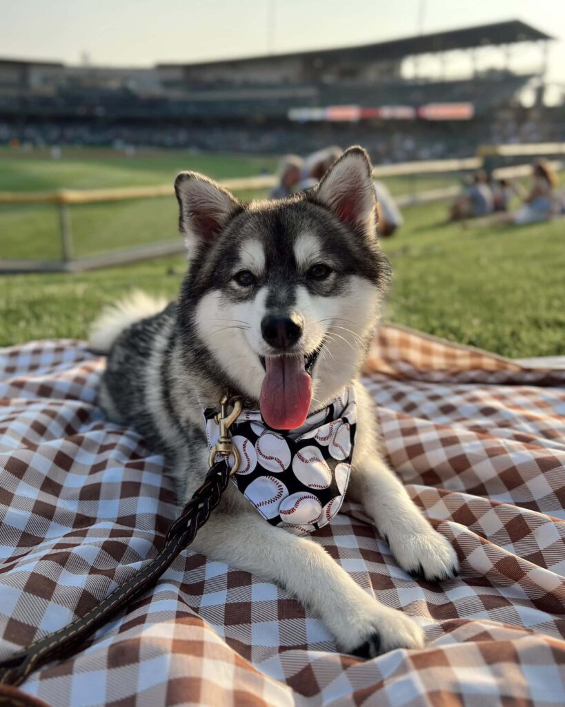 Bark In The Park with dogs