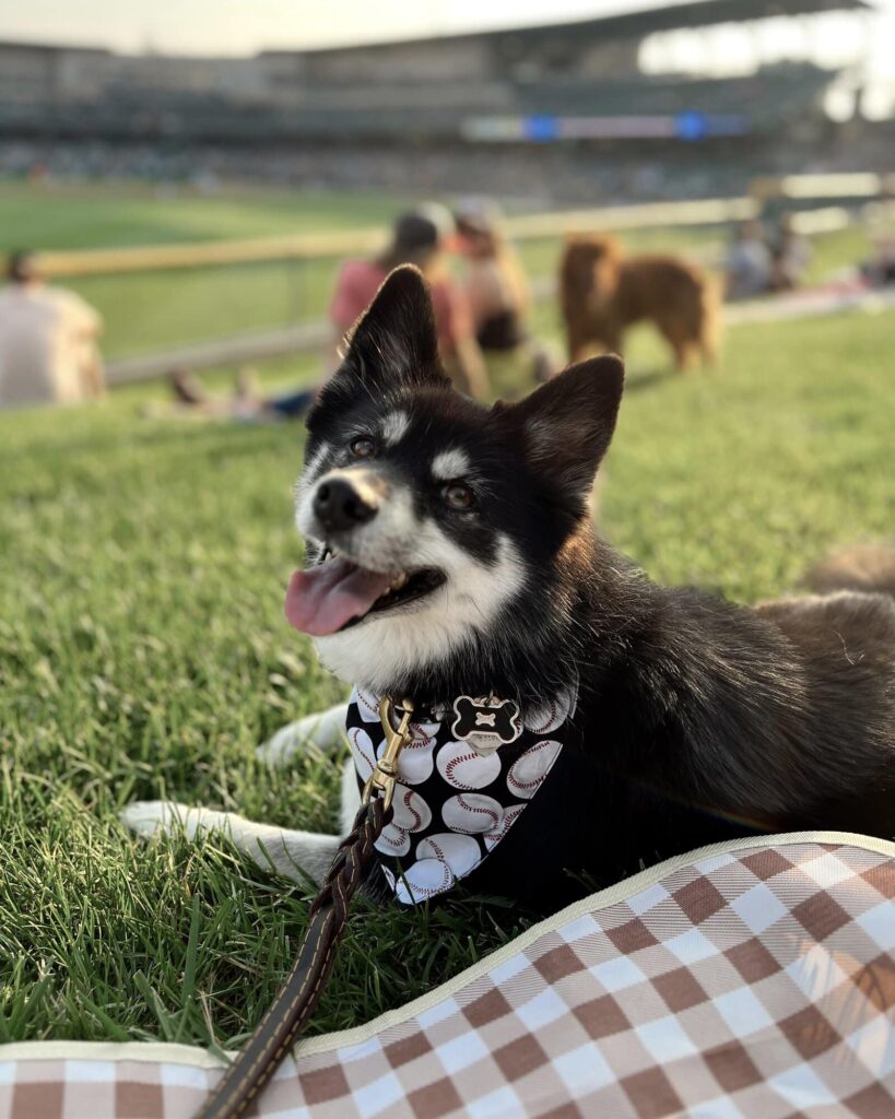 Bark In The Park with dogs Victory Field