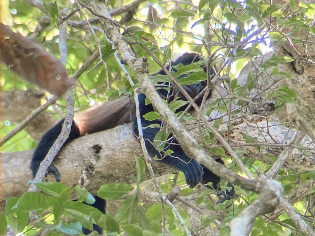 wildlife spotting Costa Rica