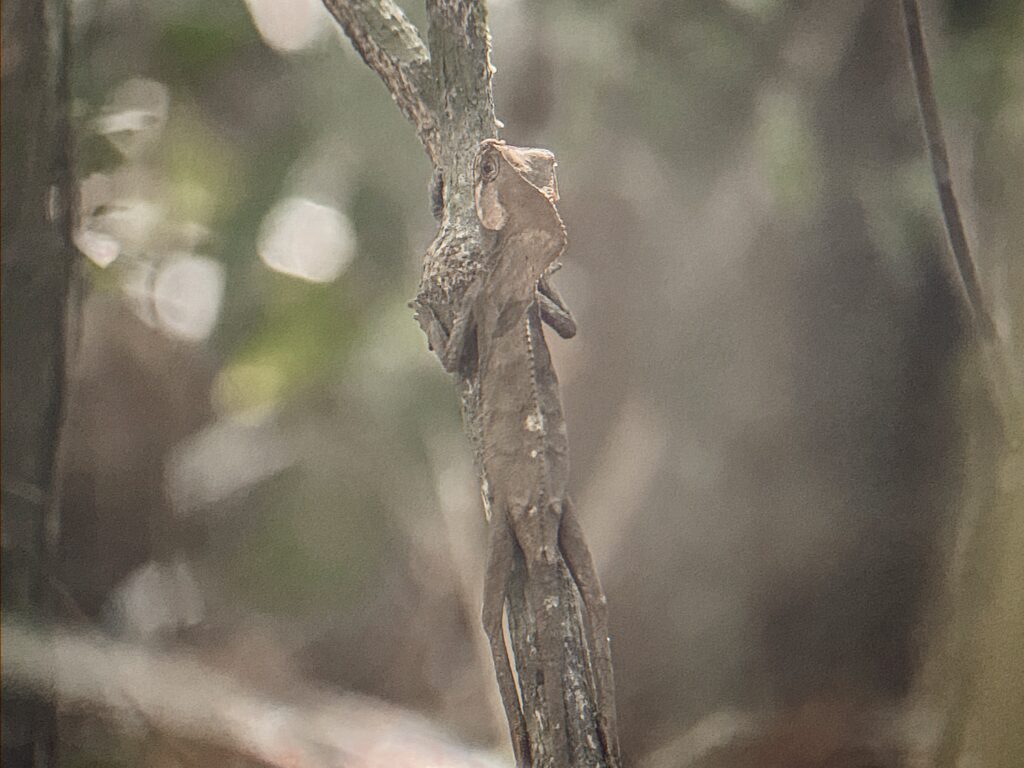 wildlife spotting Costa Rica