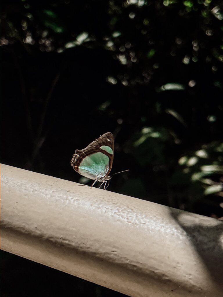 butterfly in Costa Rica