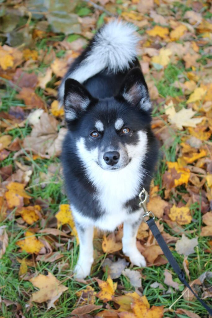 Indy Parks Fall Foliage