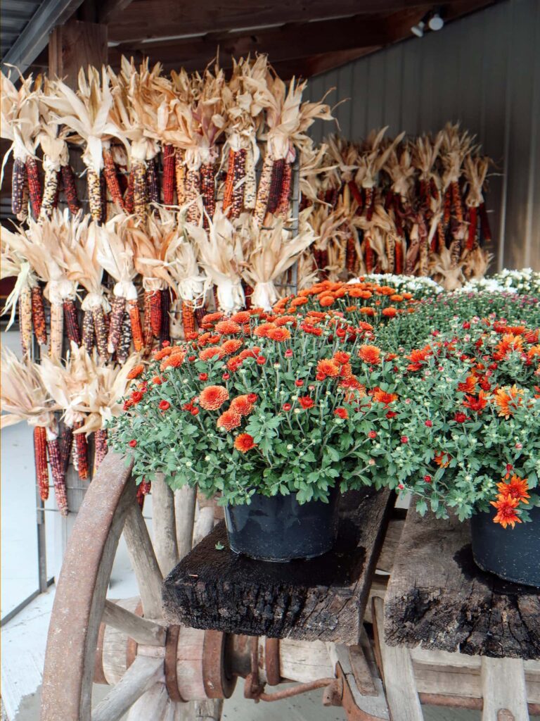 mums in the fall