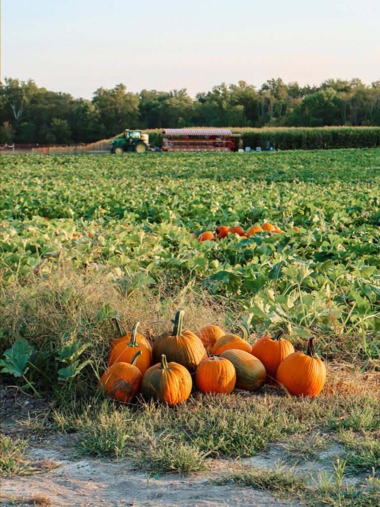 pumpkin patch season