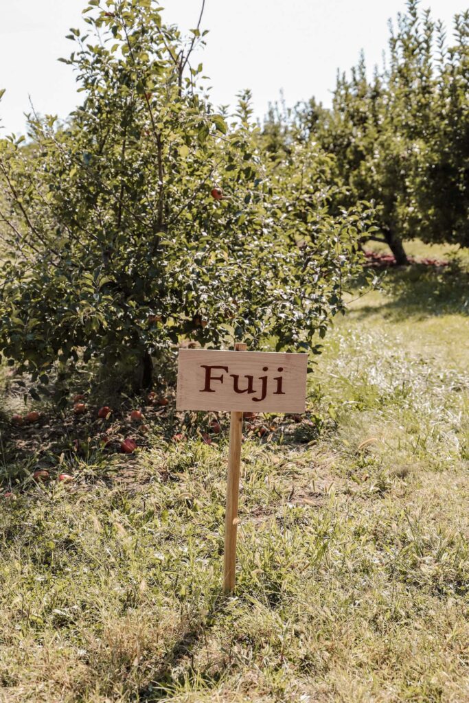 fuji apples