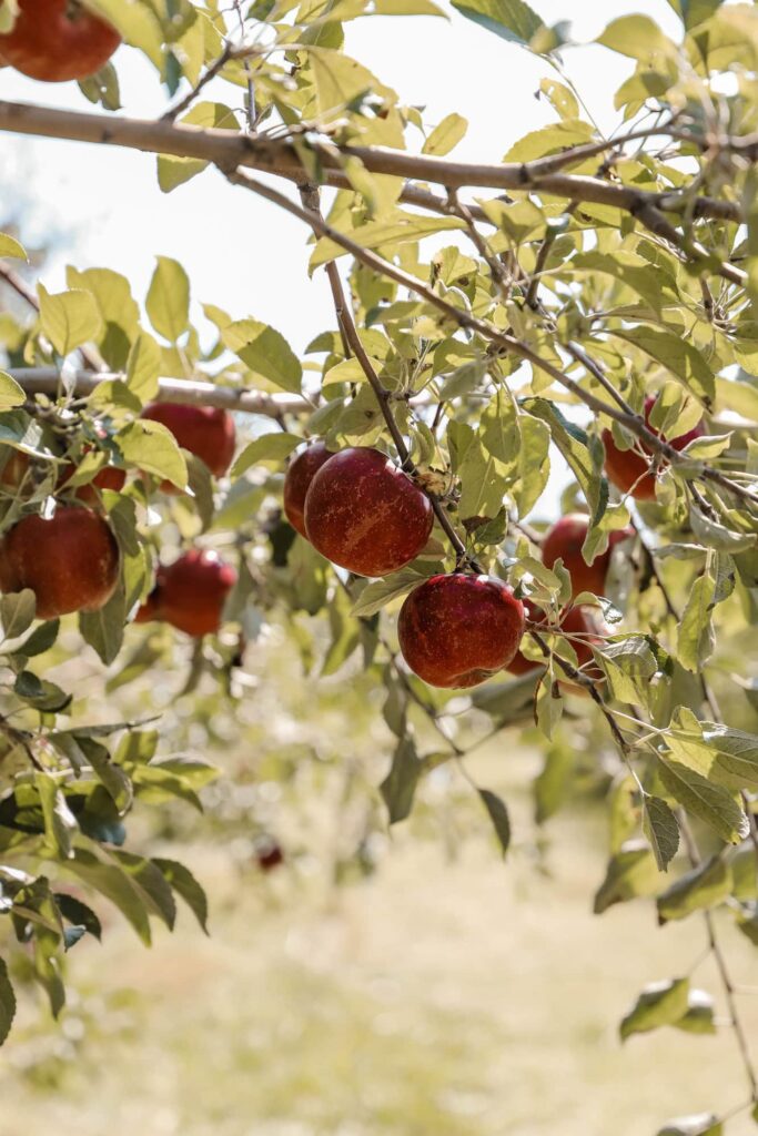 apple orchard