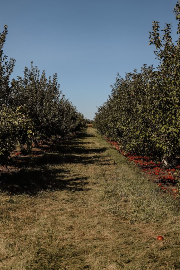 fuji apple picking