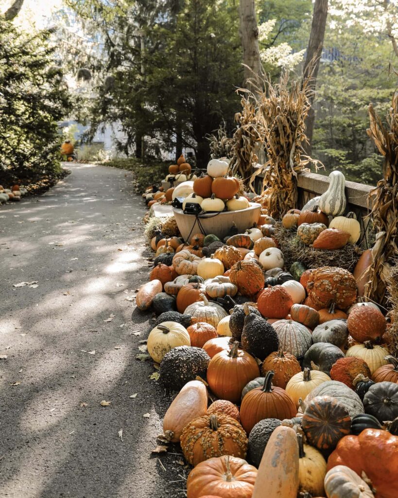 Newfields pumpkins