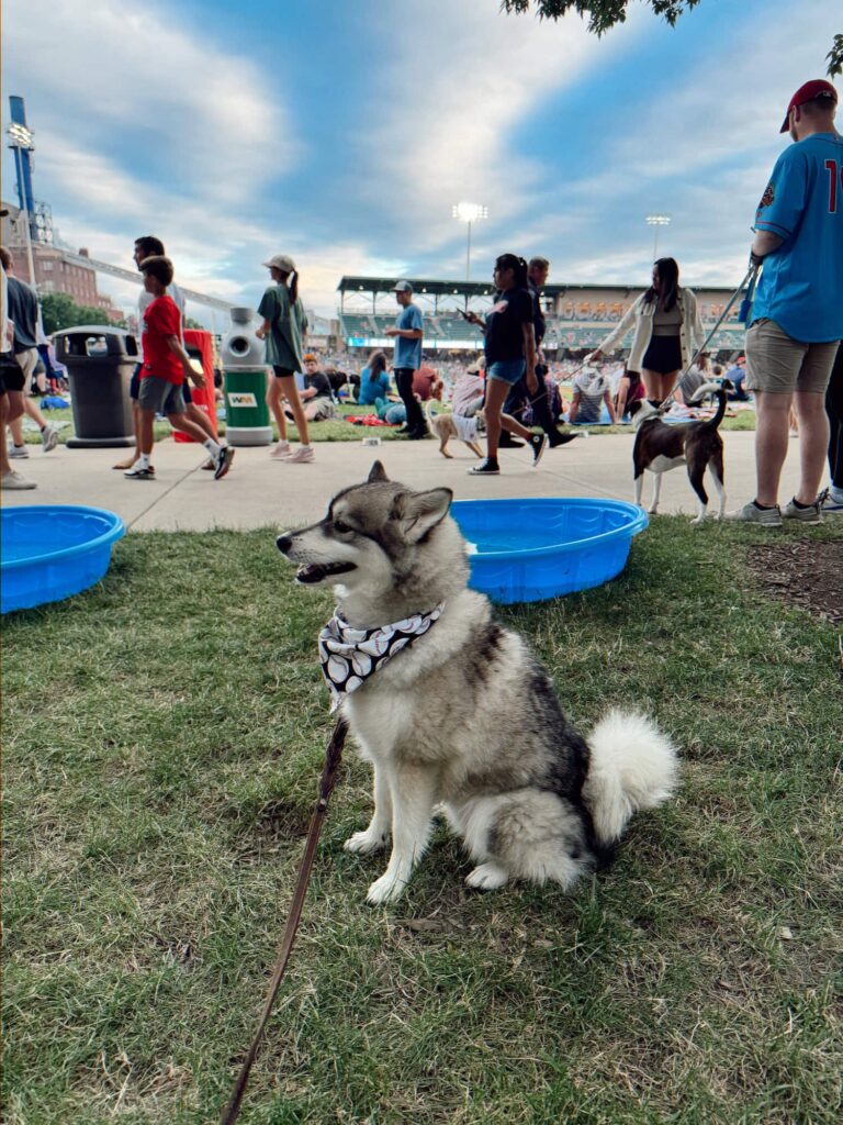 behaved dog