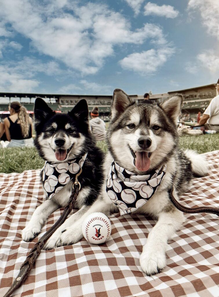 Bark In The Park victory field