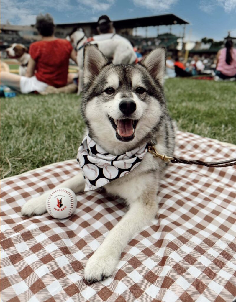 Bark In The Park with dogs