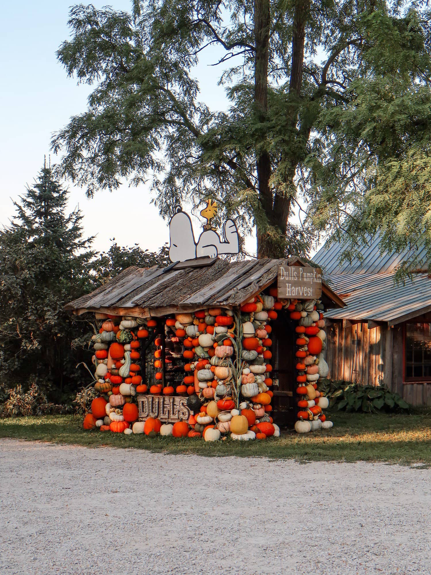 Fall Pumpkin Harvest ideas