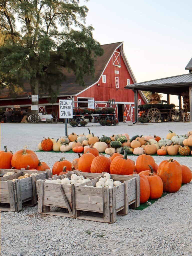 Dull's Tree Farm pumpkins