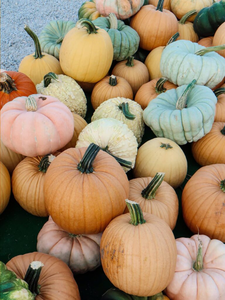 Dull's Tree Farm variety of pumpkins