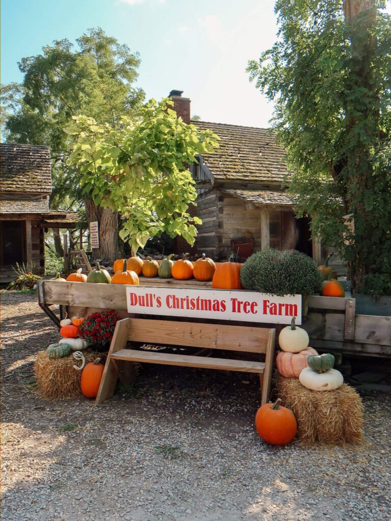 Fall Pumpkin Harvest at Dull's Tree Farm