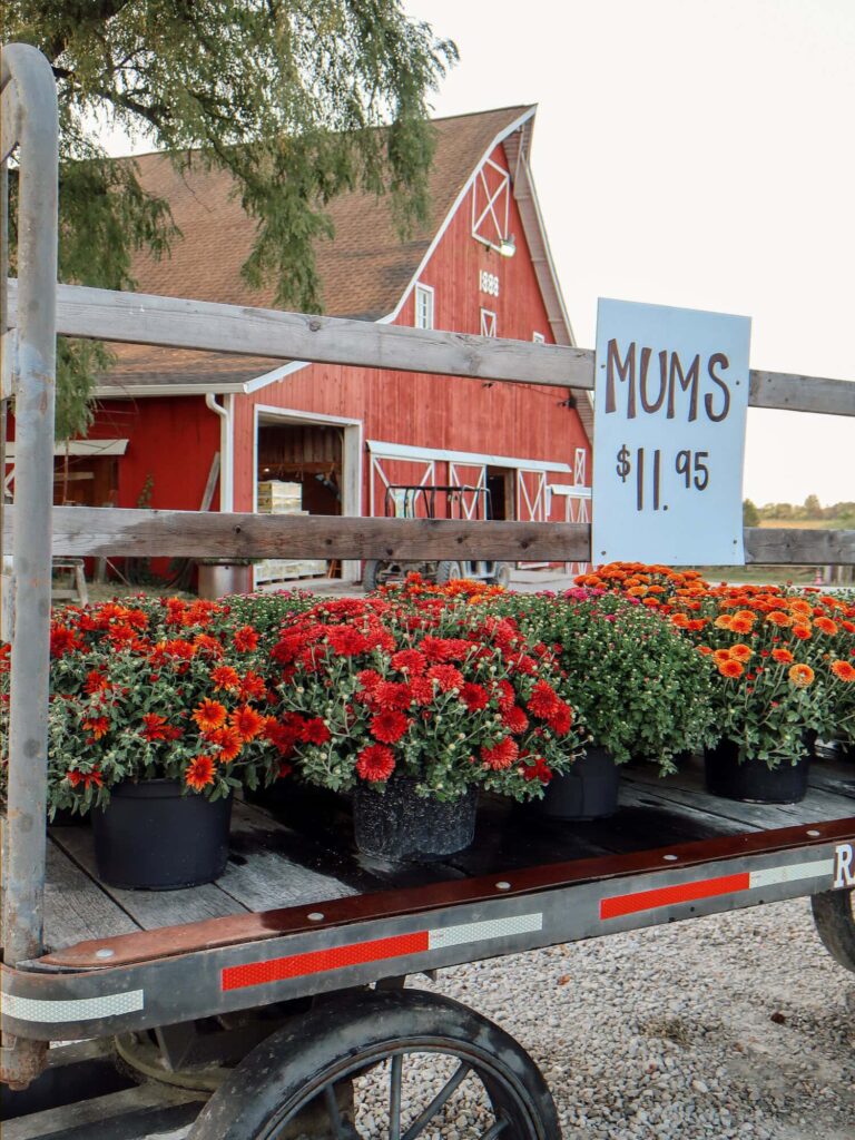 mums at Dull's Tree Farm