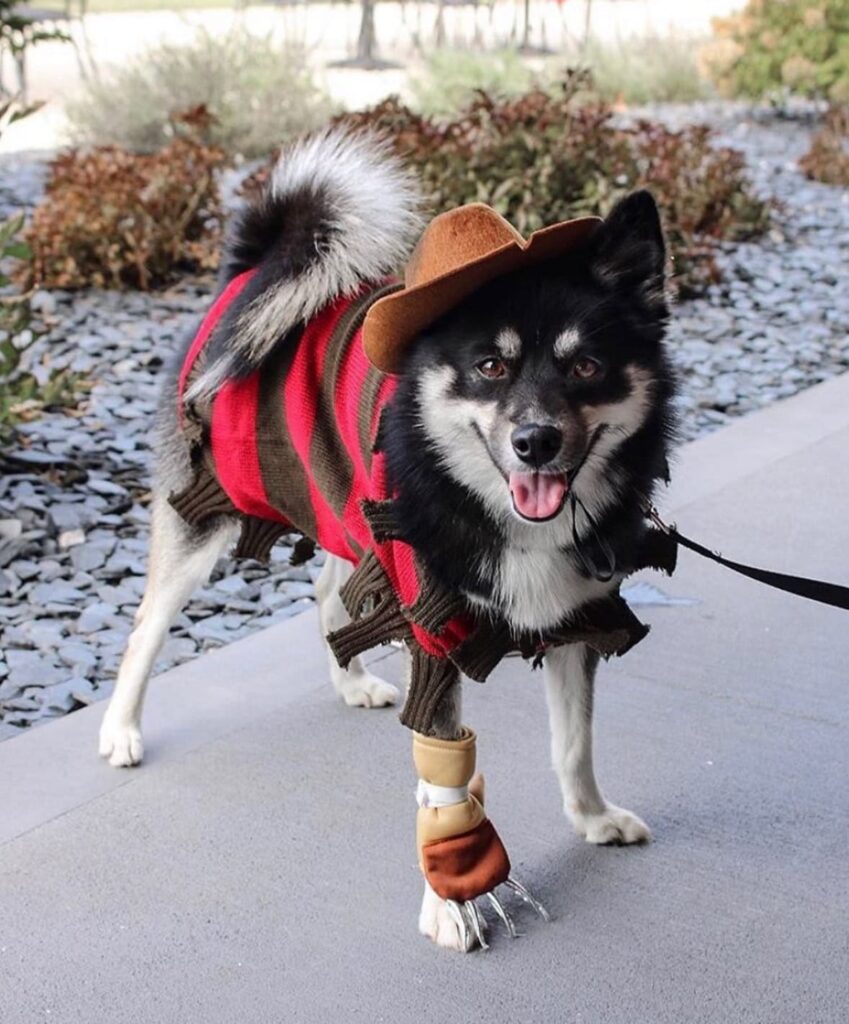 Dog Halloween Costumes