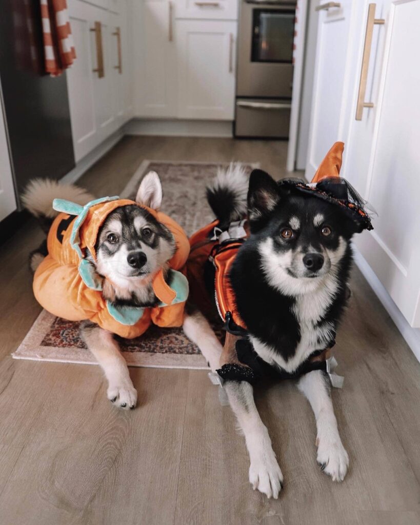 Dog Cute Costume Ideas