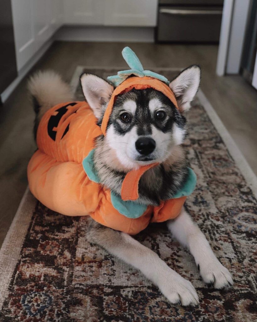 Dog Pumpkin Costumes