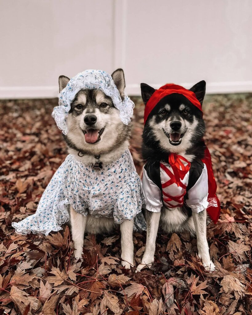 Dog Halloween Costumes