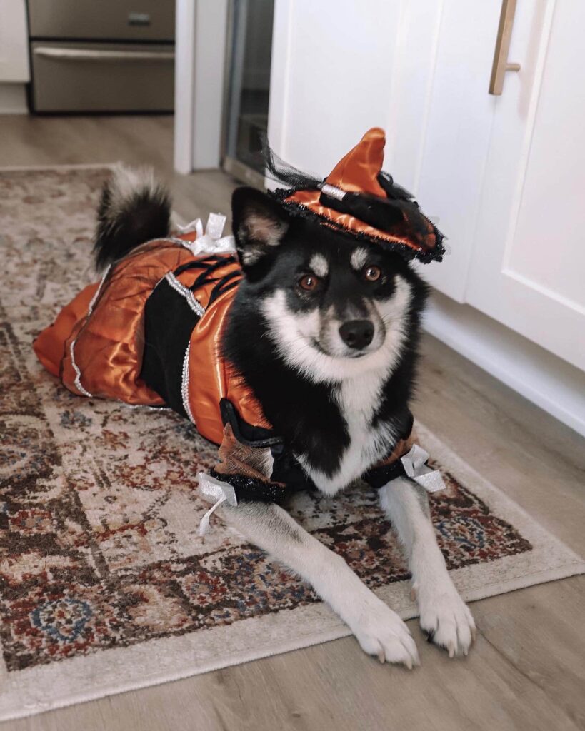 Dog Witch Costumes