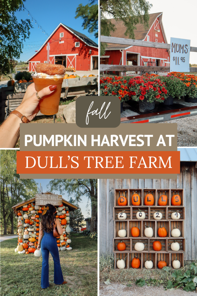 Fall Pumpkin Harvest at Dull's Tree Farm