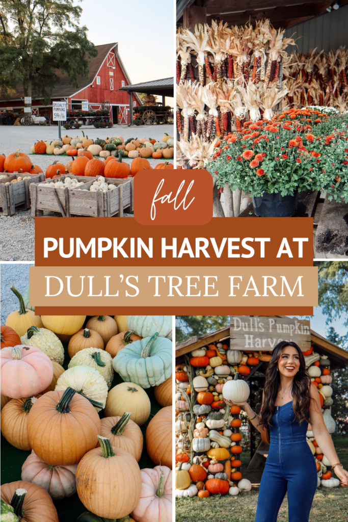 Fall Pumpkin Harvest at Dull's Tree Farm