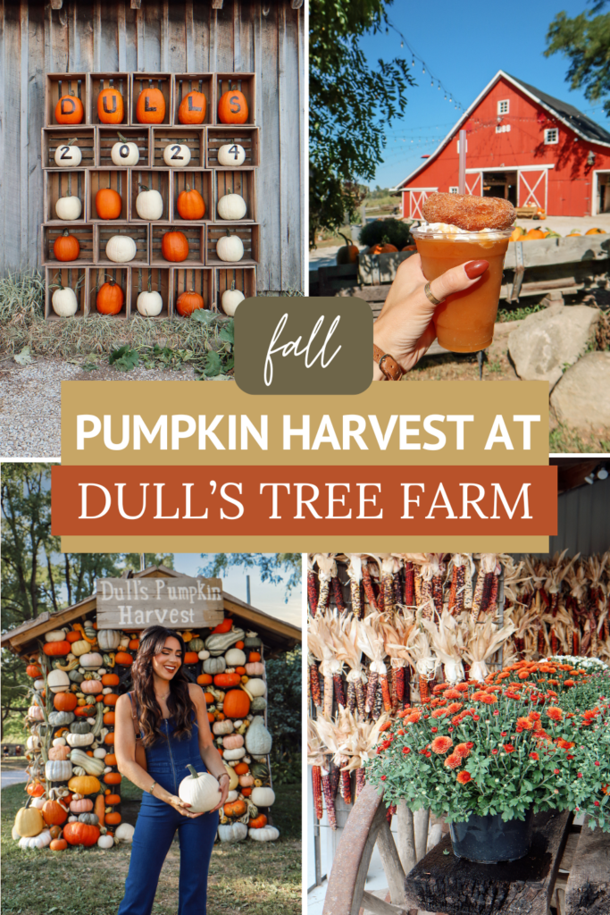 Fall Pumpkin Harvest at Dull's Tree Farm