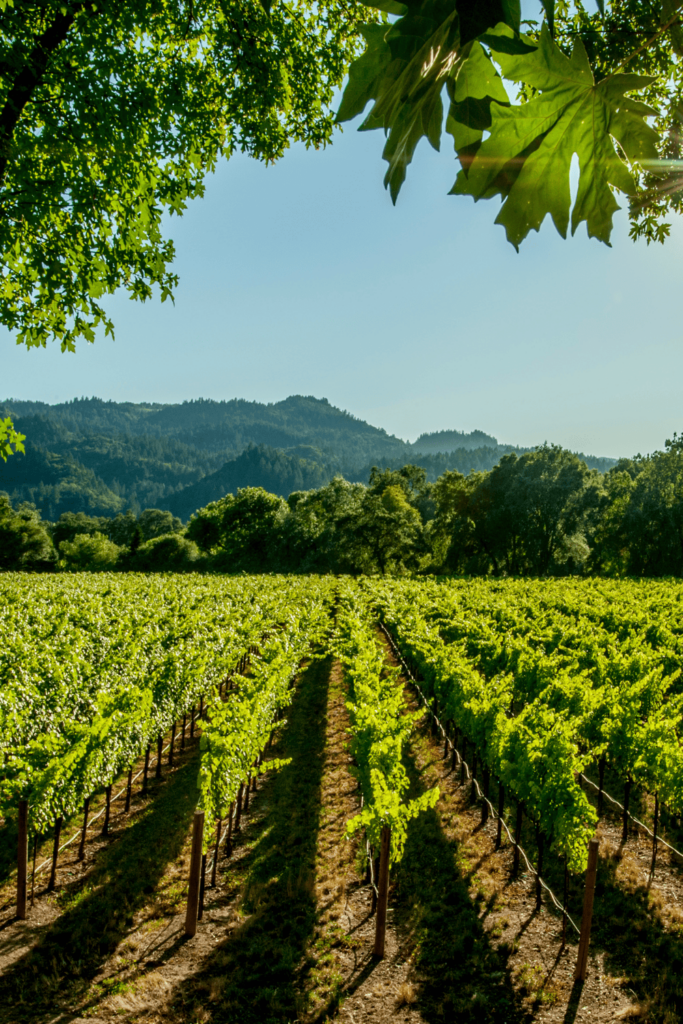 Napa Valley California Best Honeymoon Spots in the US