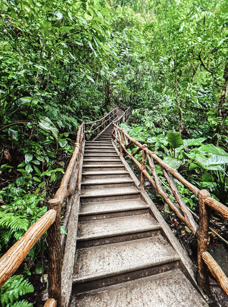 trail in Costa Rica trail in Costa Rica