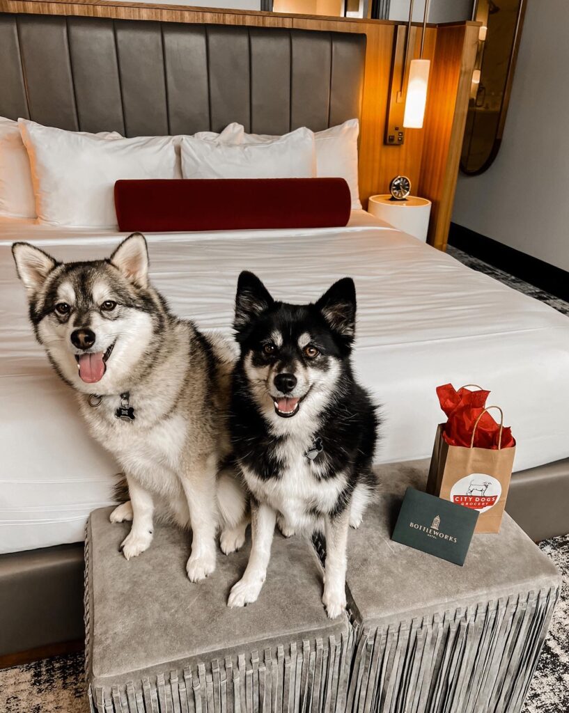 Hotel Booking tips with pets Hotel Booking tips with pets