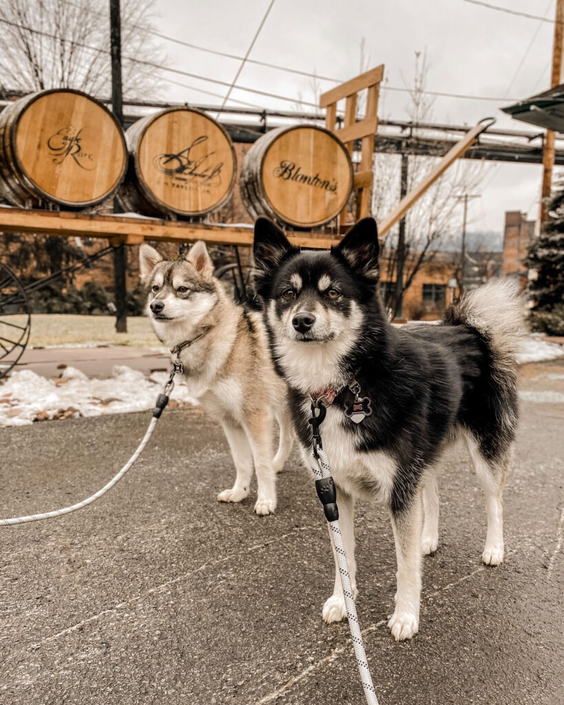 Buffalo Trace Distillery barrels dogs Buffalo Trace Distillery barrels