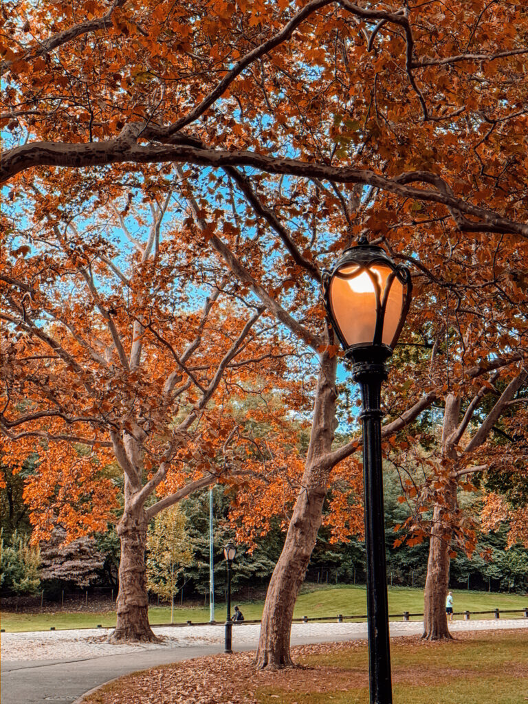 Fall Foliage in Central Park Fall Foliage in Central Park