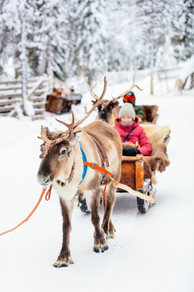 Holiday Vacation Destinations A reindeer pulling a sled in Lapland, Finland