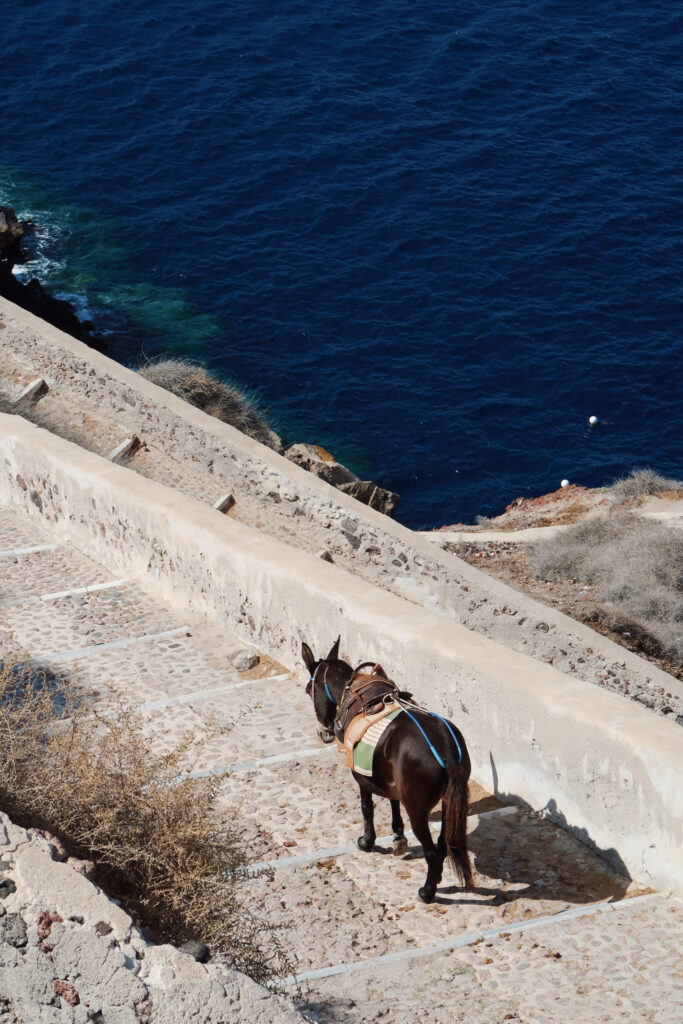 horse Amoudi Bay horse Amoudi Bay